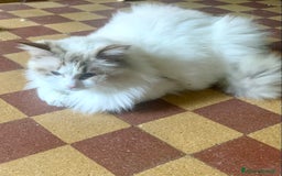 Ragdoll gatti in vendita: maschio ragdoll adulto  a Provincia di Forlì-Cesena - Immagine 3
