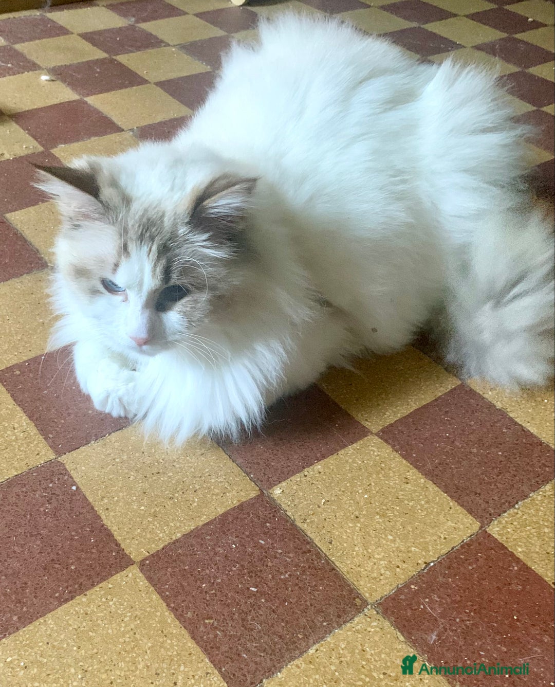 Ragdoll gatti in vendita: maschio ragdoll adulto  a Provincia di Forlì-Cesena - Immagine 3