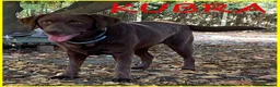 Labrador cani in regalo: KUBRA stupenda labr. cieca a Città metropolitana di Milano - Annuncio 1