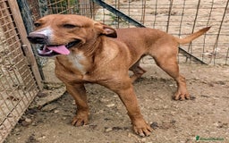 Meticcio cani in regalo: ADOTTA CORFU' a Provincia di Novara - Immagine 4