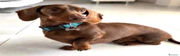 Bassotto Nano cani per accoppiamento: Accoppiamento  a Città metropolitana di Roma Capitale - Annuncio 4