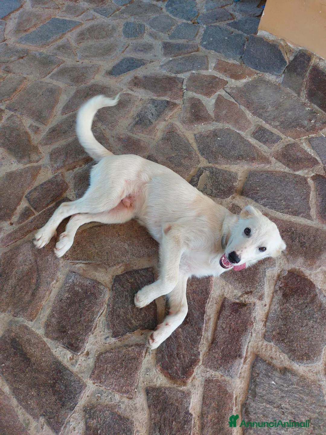 Meticcio cani in regalo: Dolce cucciolo di 6 mesi cerca casa a Città Metropolitana di Napoli - Annuncio 3