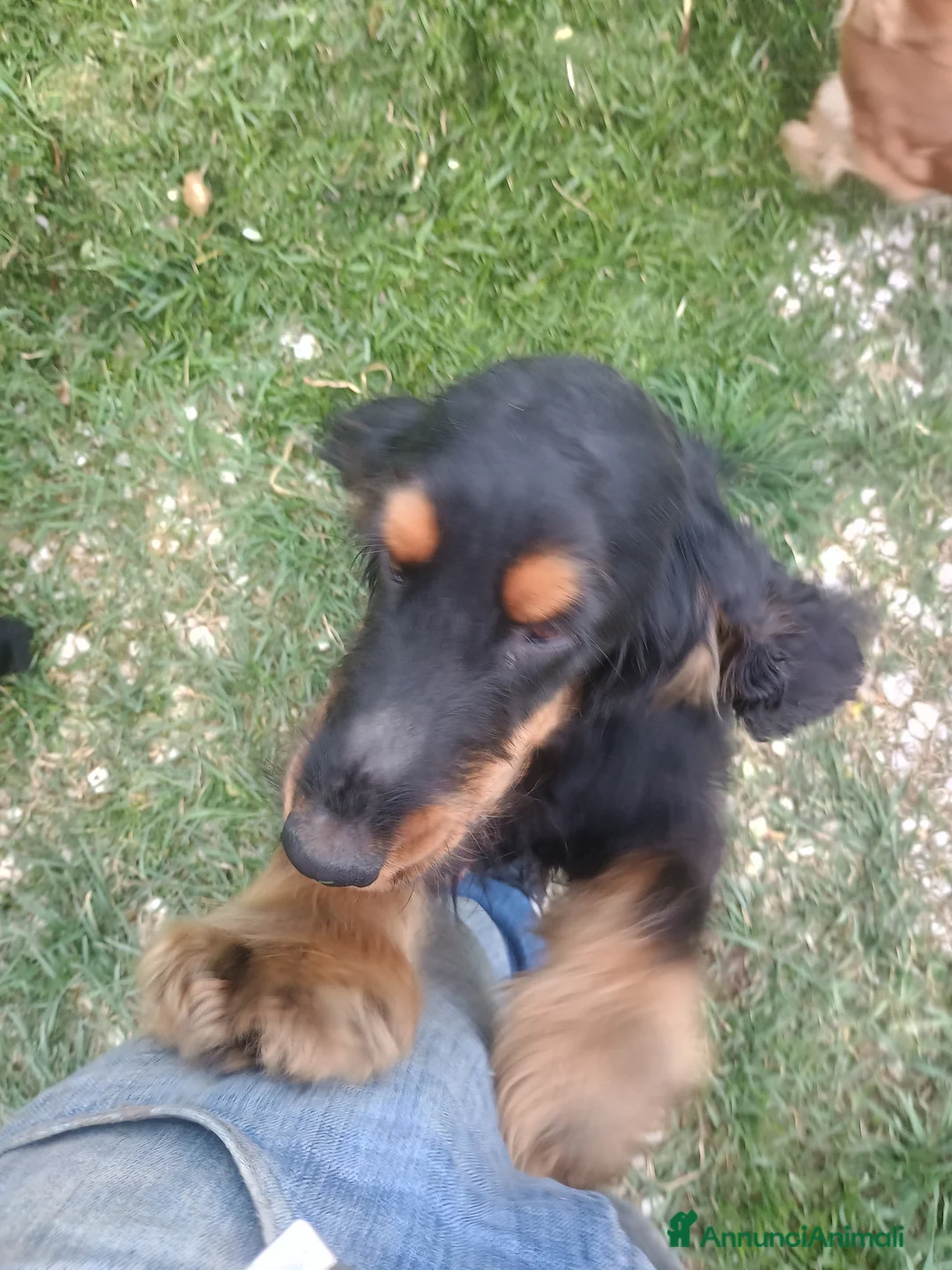 Cocker cani per accoppiamento: Cocker per accoppiamento  - Annuncio 5