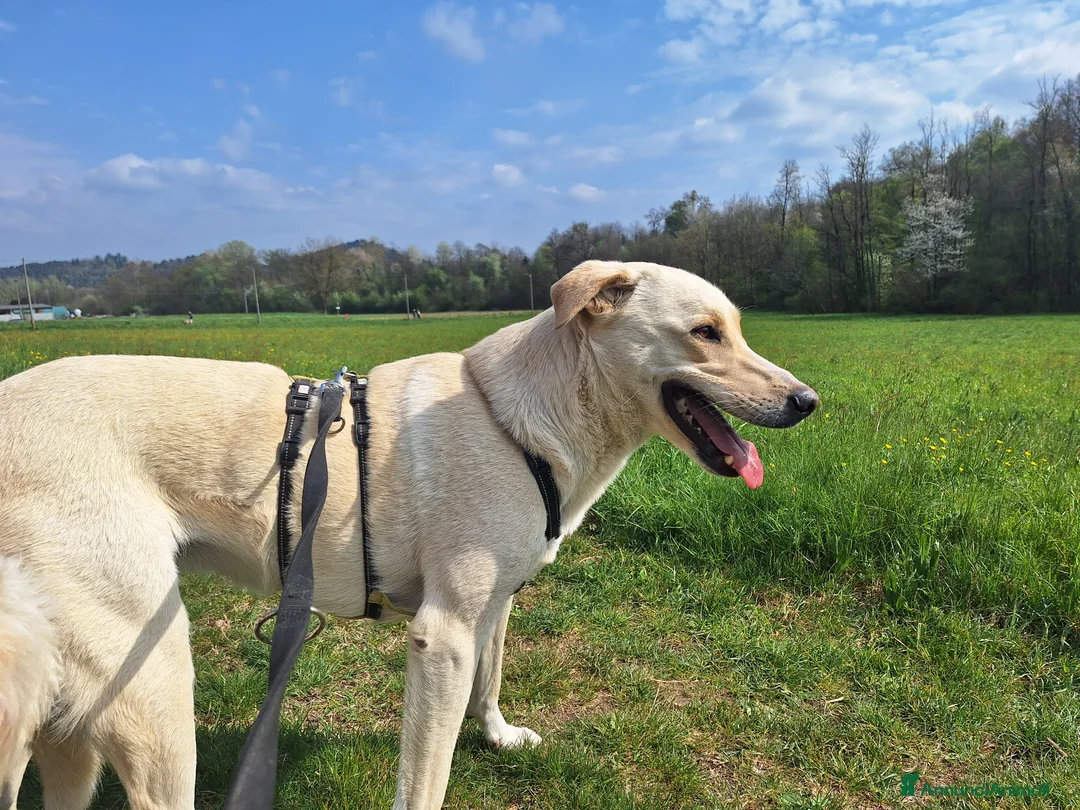 Labrador cani in regalo: Diana un cane speciale in cerca di casa  a Città metropolitana di Milano - Annuncio 5