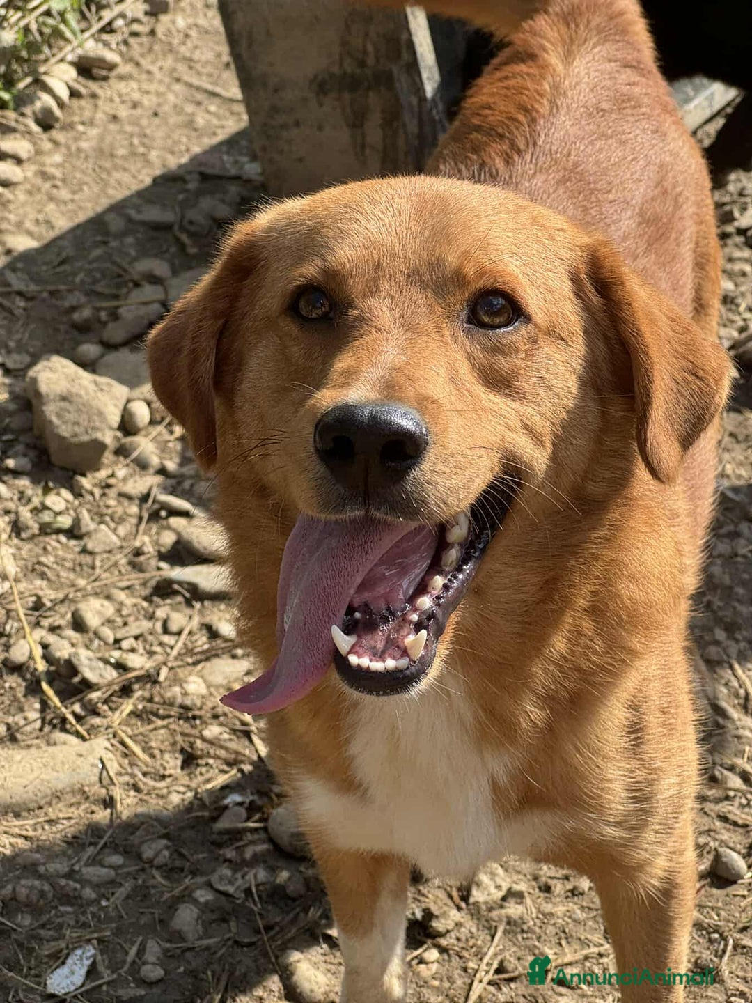 Meticcio cani in regalo: LENNY, cucciolone DOLCISSIMO chiuso in canile! - Annuncio 5