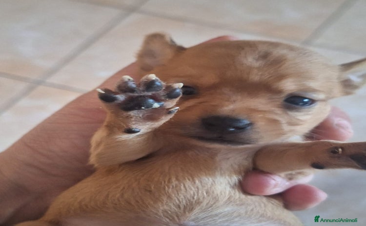 Affenpinscher cani a Provincia di Catanzaro - Annuncio 6
