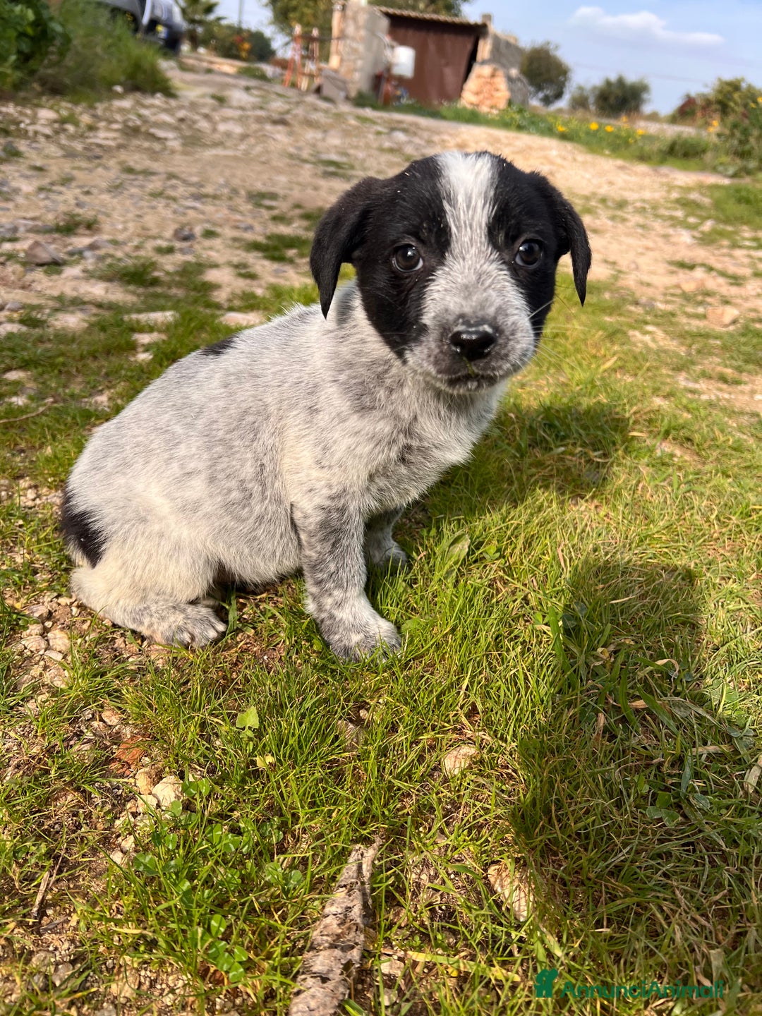 Meticcio cani in regalo: IN REGALO!!!!! - Annuncio 3