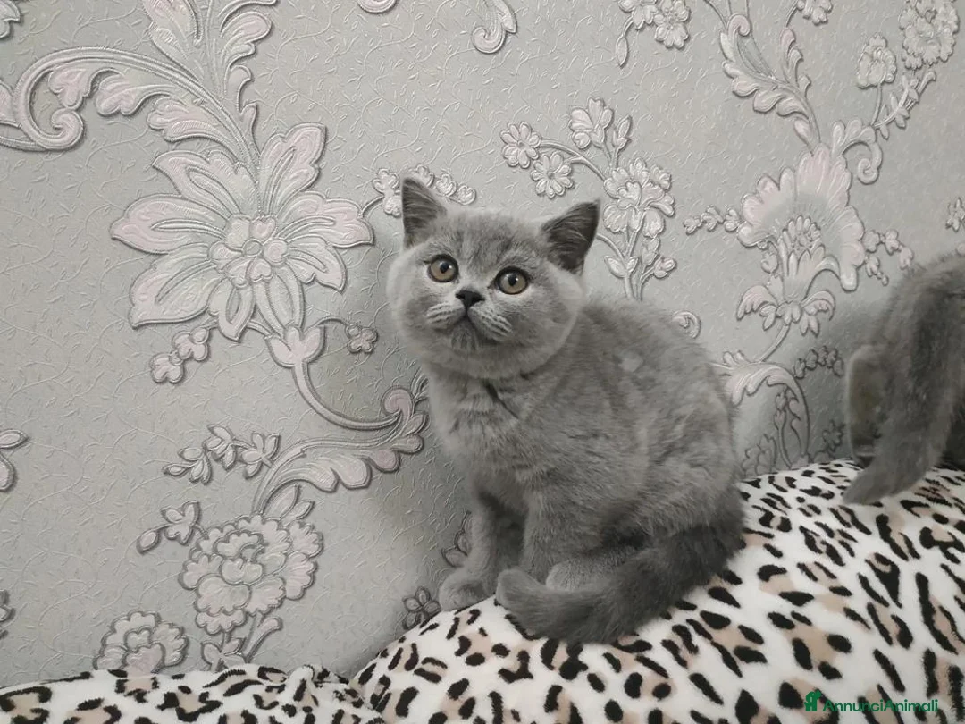 British gatti in vendita: British Shorthair  - Annuncio 5