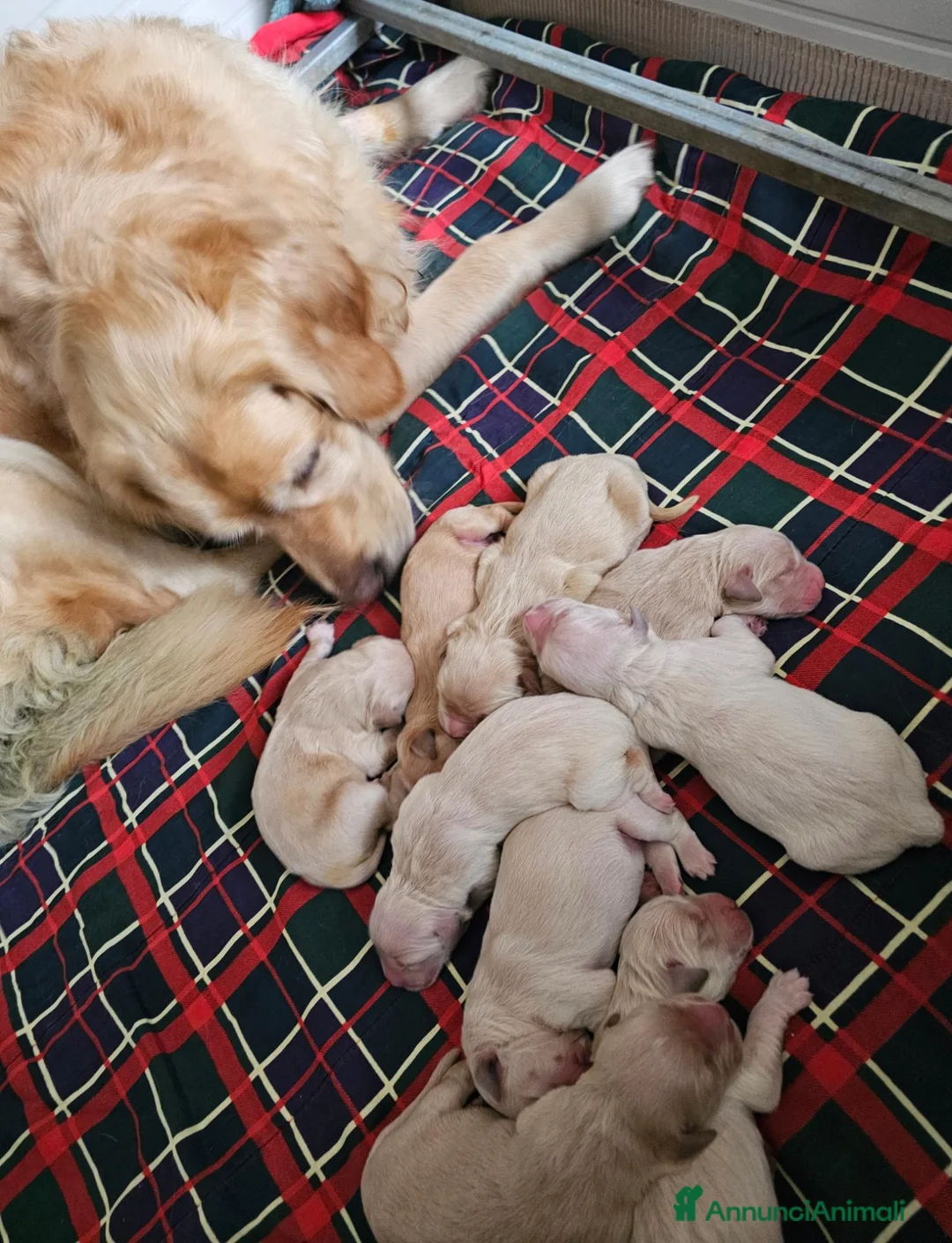 Golden Retriever cani in vendita: CUCCIOLI GOLDEN RETRIEVER - Annuncio 2