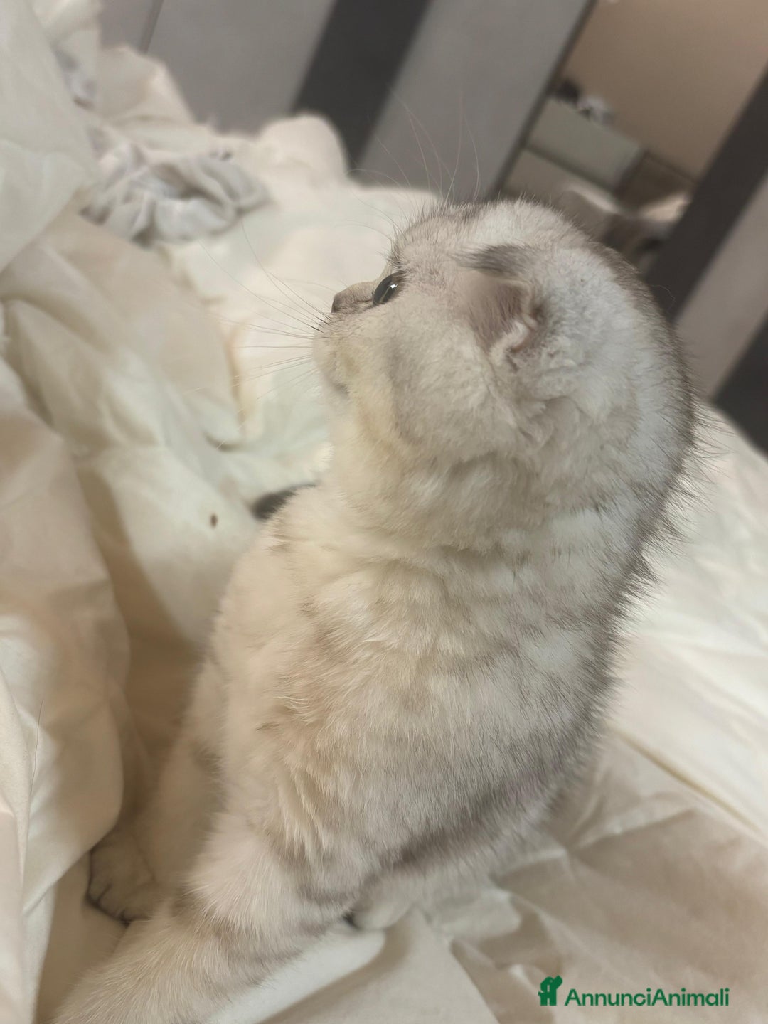 Scottish gatti in vendita: Cucciola scottish fold  - Annuncio 5