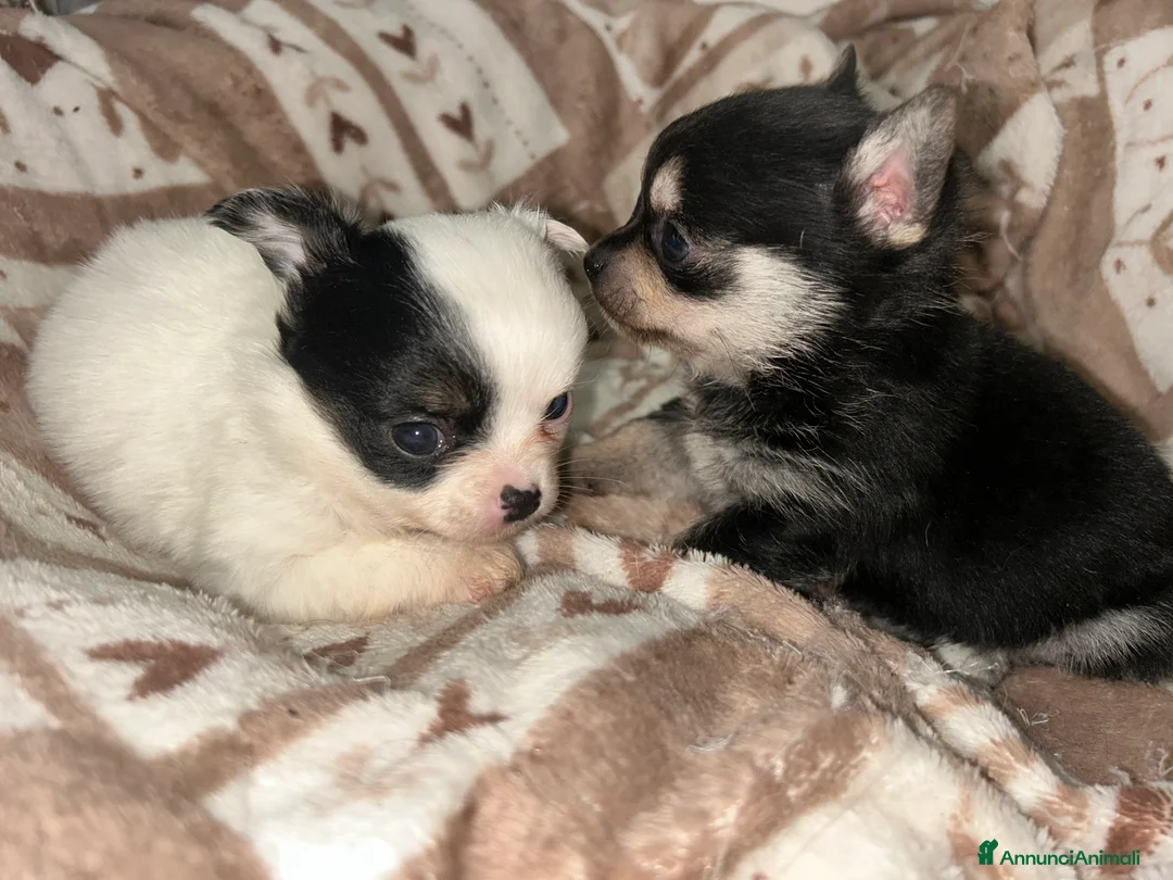 Chihuahua cani in vendita: Chihuahua mini - Annuncio 9