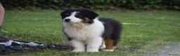 Australian Shepherd cani in vendita: Cucciolo Australian sheperd - Pastore Australiano - Annuncio 6