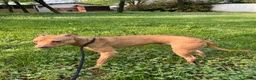 Meticcio cani in regalo: CARLETTO PIT BULLINO - Annuncio 18