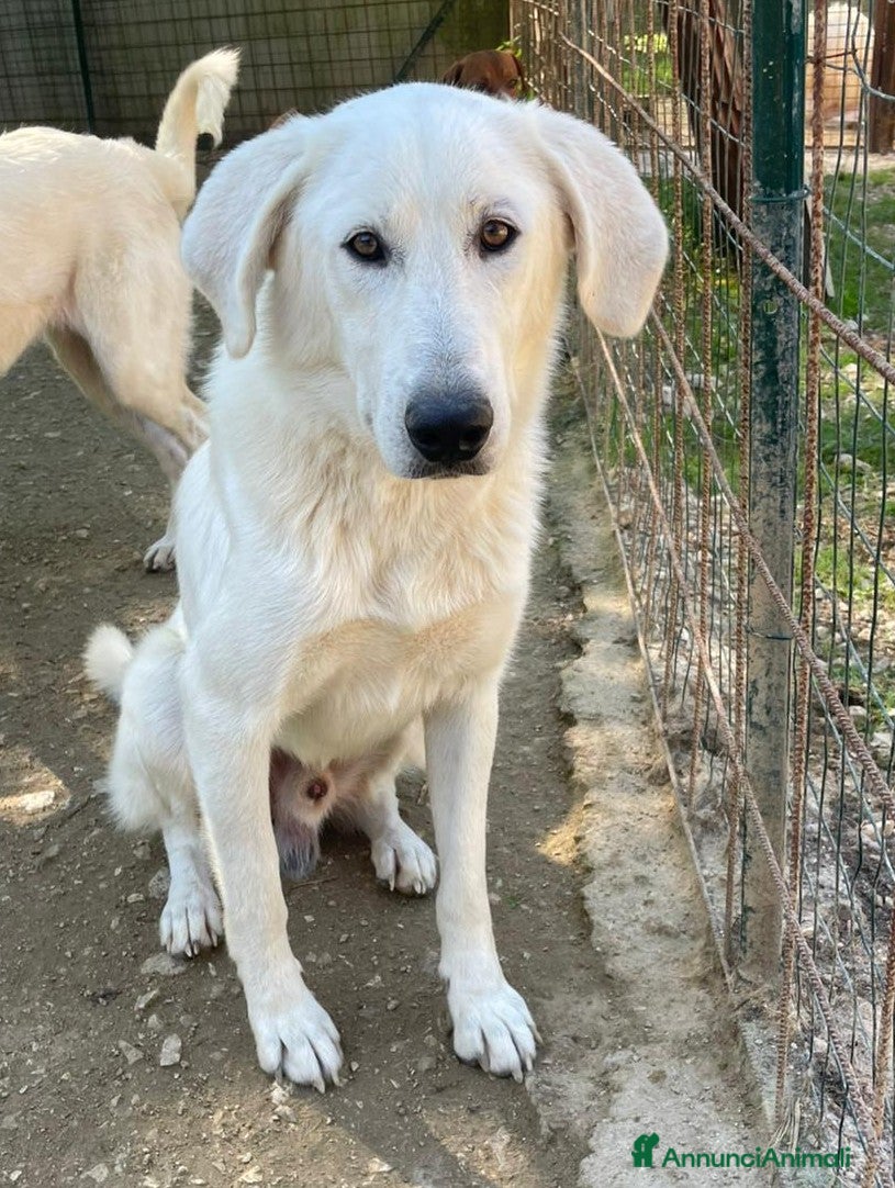 Meticcio cani IL BELLISSIMO DEMYR - Annuncio 2