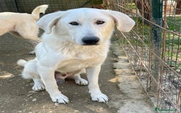 Meticcio cani in regalo: IL BELLISSIMO DEMYR - Immagine 2