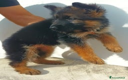 Pastore Tedesco cani in vendita: Cuccioli pastore tedesco - Immagine 2