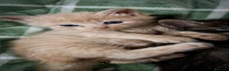 Siberiano gatti in vendita: Splendidi Cuccioli Gatto Siberiano Pedigree ENFI - Annuncio 19