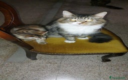 Maine Coon gatti in vendita: Cuccioli Red tabby a Provincia di Ravenna - Immagine 6