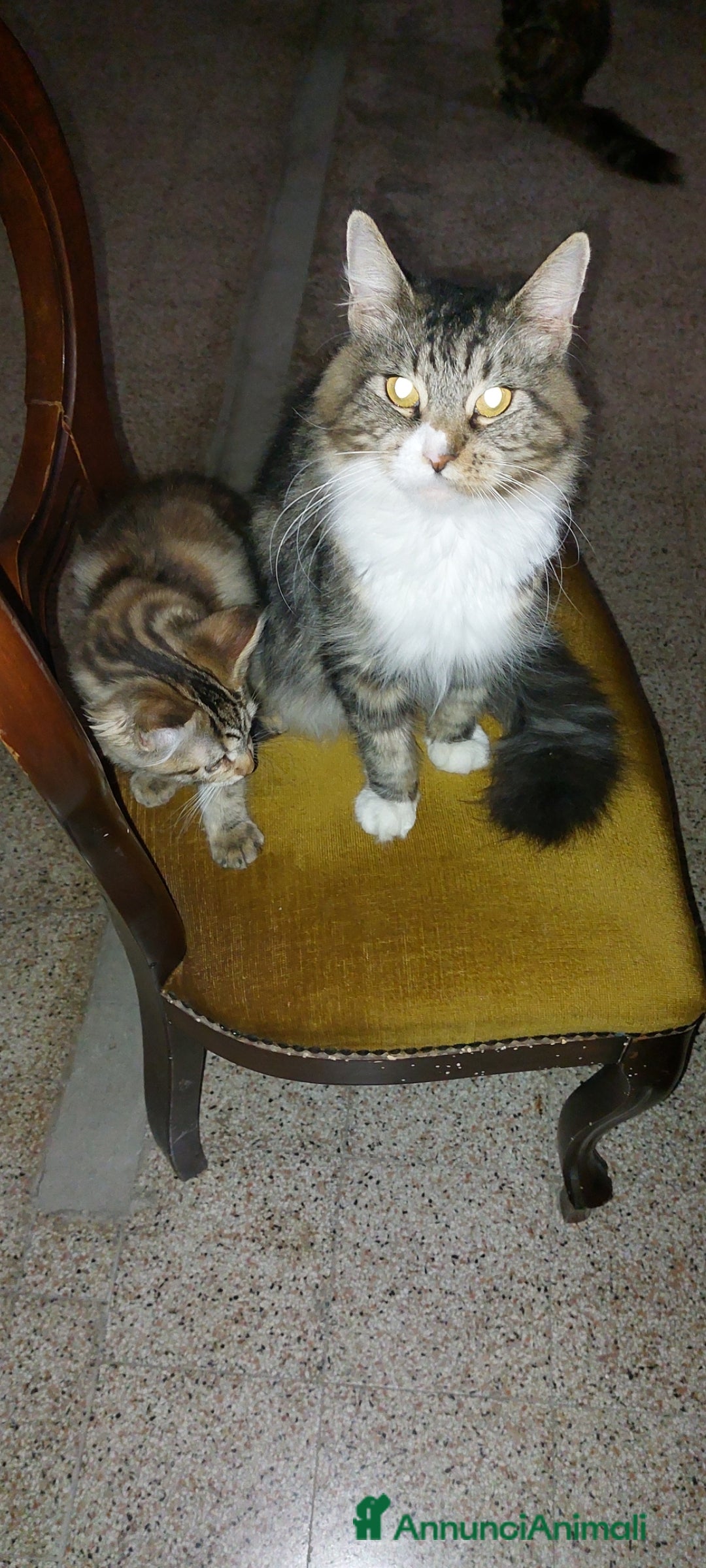 Maine Coon gatti in vendita: Cuccioli Red tabby a Provincia di Ravenna - Immagine 6