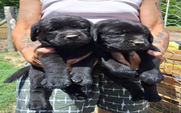 Labrador cani in vendita: Cuccioli Labrador neri a Province of Siena - Immagine 6