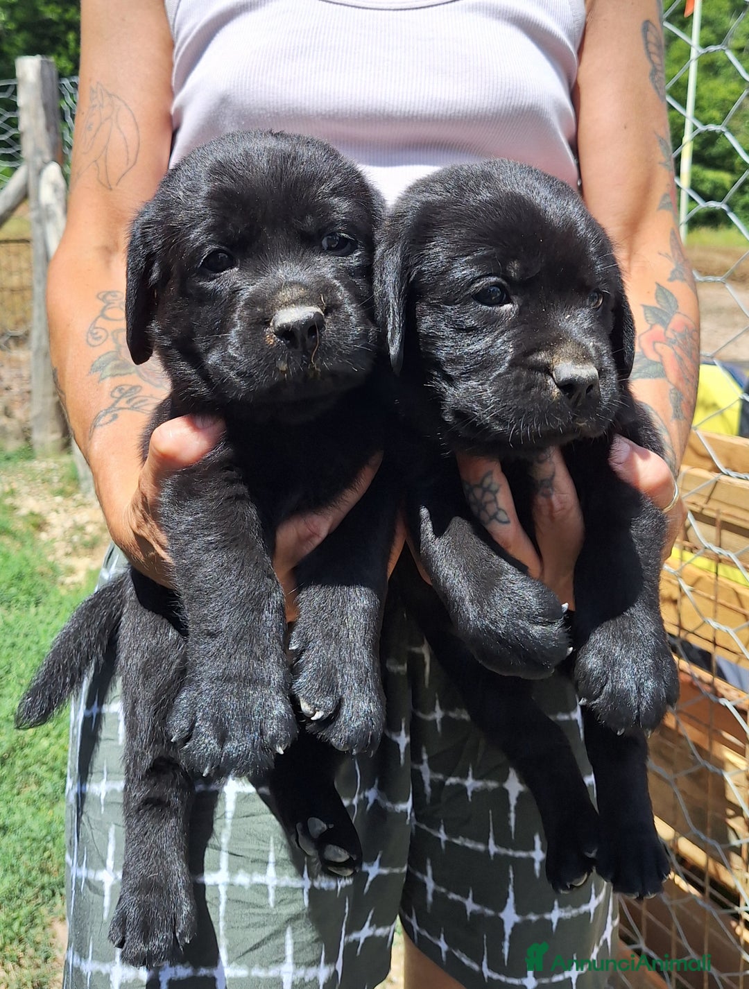 Labrador cani in vendita: Cuccioli Labrador neri a Province of Siena - Immagine 6