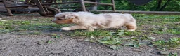 Australian Shepherd cani in vendita: Cucciole Australian shepherd - Annuncio 11