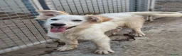 Meticcio cani in regalo: GAIA 🩷 impossibile guardarla senza sorridere - Annuncio 4