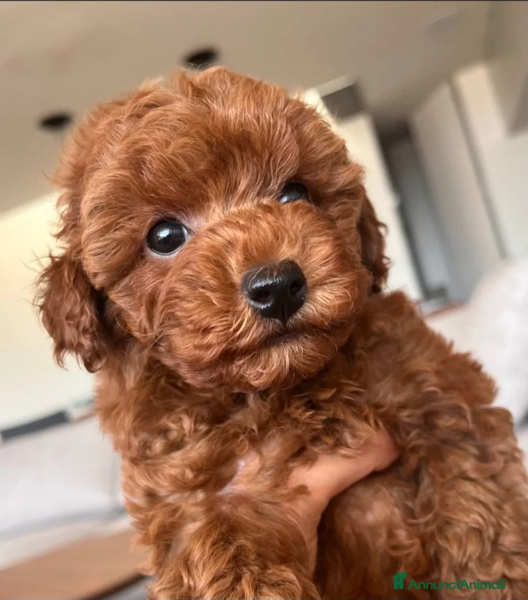 Barboncino cani in regalo: Cuccioli di barboncino a Città Metropolitana di Bologna - Annuncio 4