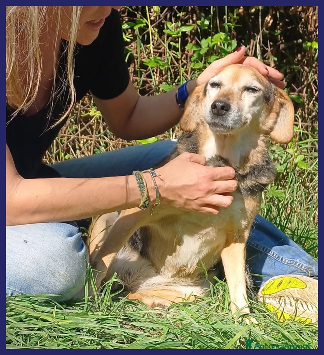 Meticcio cani in regalo: NONNA POLENTA, TUTTA LA VITA IN CANILE, OGGI SOGNA a Città metropolitana di Milano - Annuncio 12