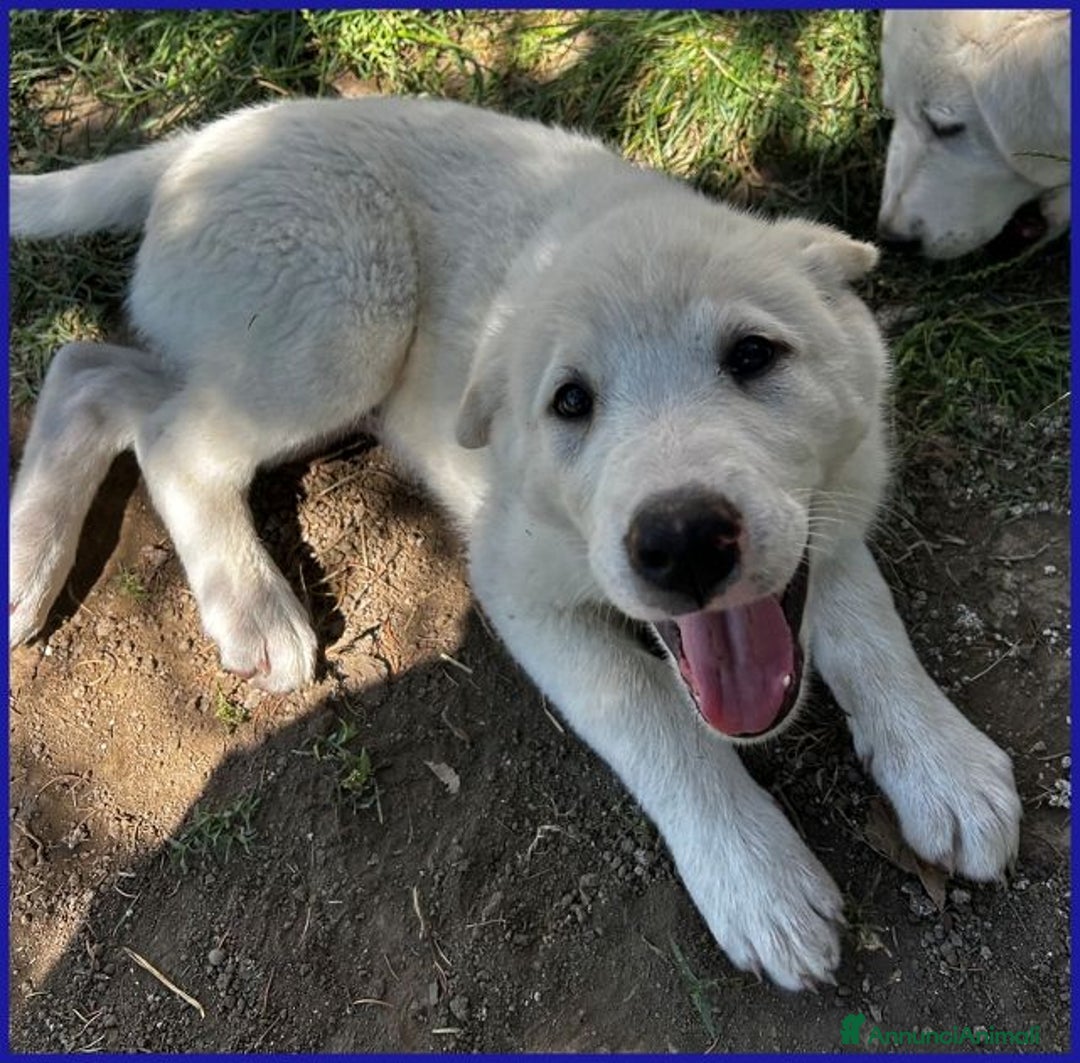 Meticcio cani in regalo: BBQ dolcissima cucciolona - Annuncio 4