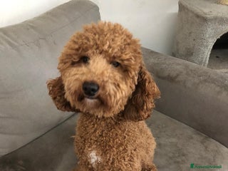 Barboncino Toy cani Fidanzatina - Annuncio 1