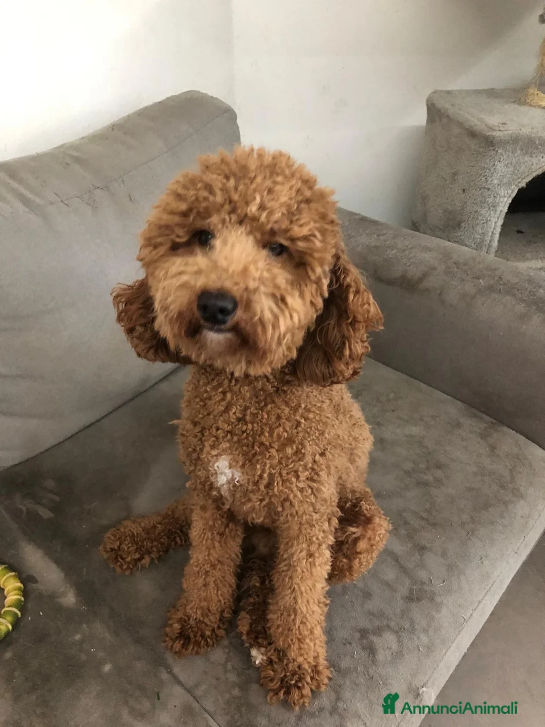 Barboncino Toy cani per accoppiamento: Fidanzatina - Annuncio 1