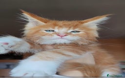 Maine Coon gatti in vendita: DOLCISSIMI CUCCIOLI - Immagine 1