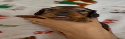 Bassotto cani in vendita: Bassotto a pelo lungo  - Annuncio 1