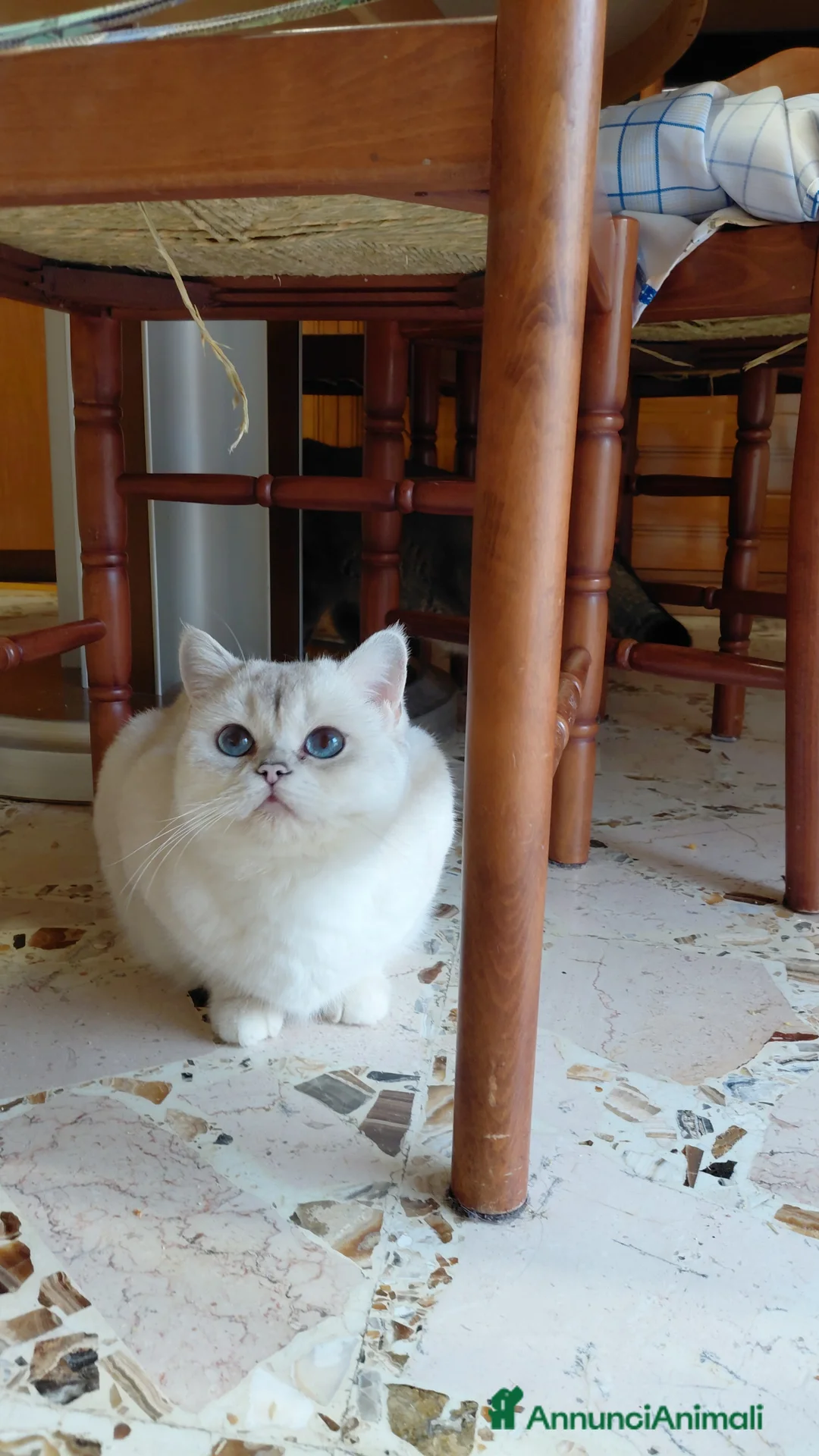Scottish gatti in vendita: Schotthish stright bianchi con occhi blu - Annuncio 1