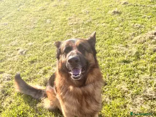 Pastore Tedesco cani Amato Buck - Annuncio 1