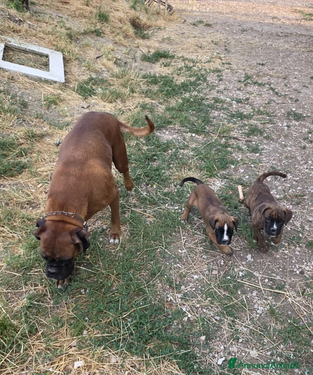Boxer cani in vendita: cuccioli boxer alta genealogia dimostrabile. - Annuncio 2