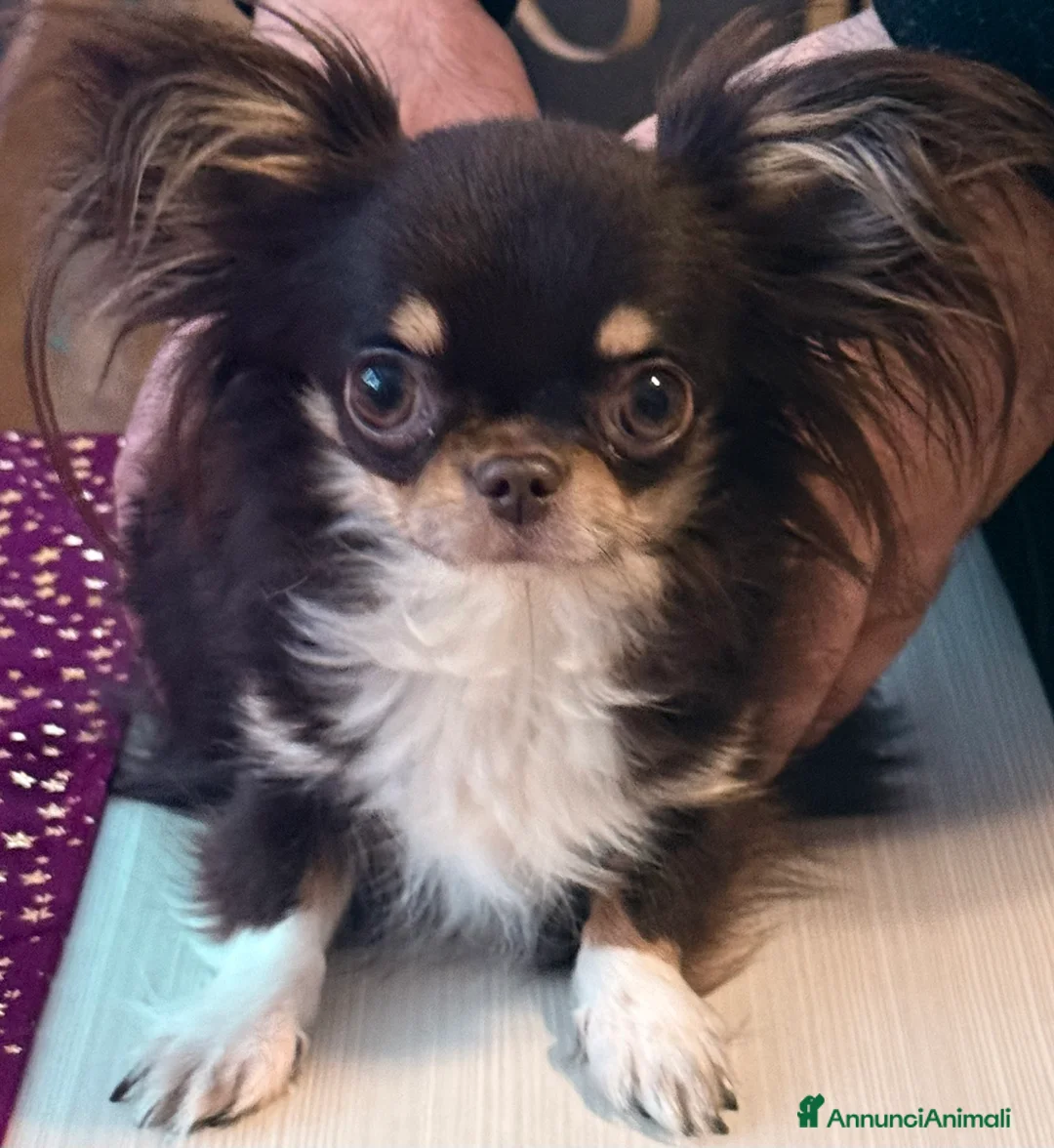 Chihuahua cani in vendita: Cucciolo di chihuahua  - Annuncio 1