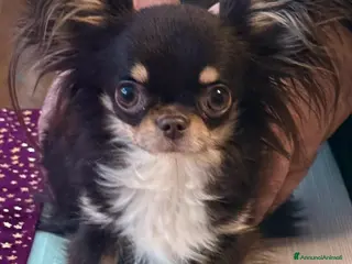 Chihuahua cani Cucciolo di chihuahua - Annuncio 2