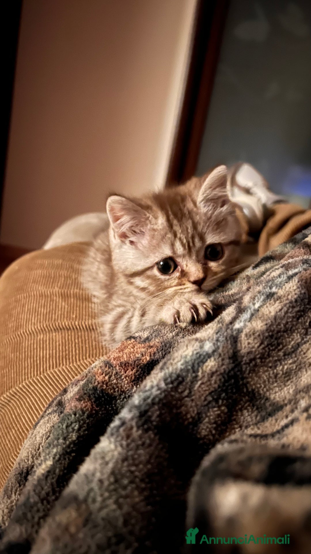 Scottish gatti in vendita: Scottish straight  - Annuncio 1