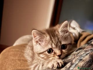 Scottish gatti Scottish straight - Annuncio 10