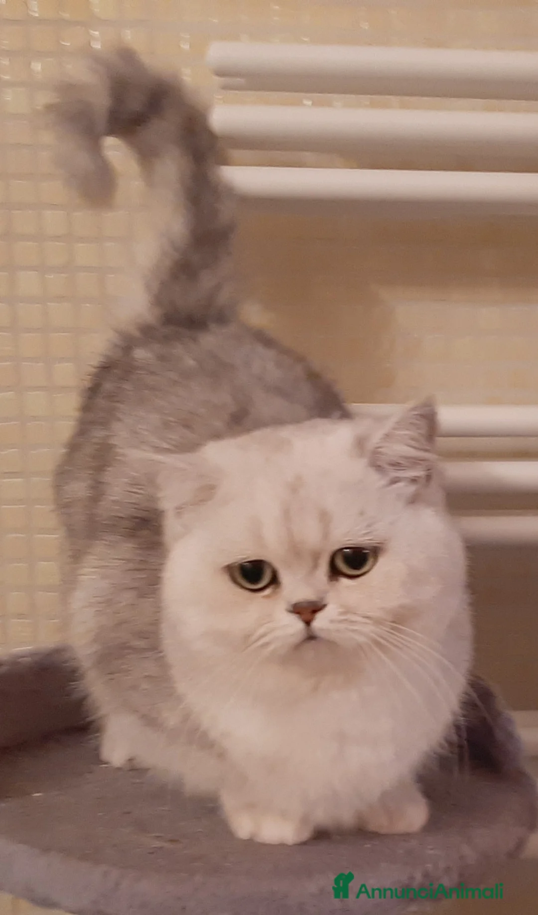 British gatti per accoppiamento: British per accopiamento  a Provincia di Monza e della Brianza - Annuncio 8