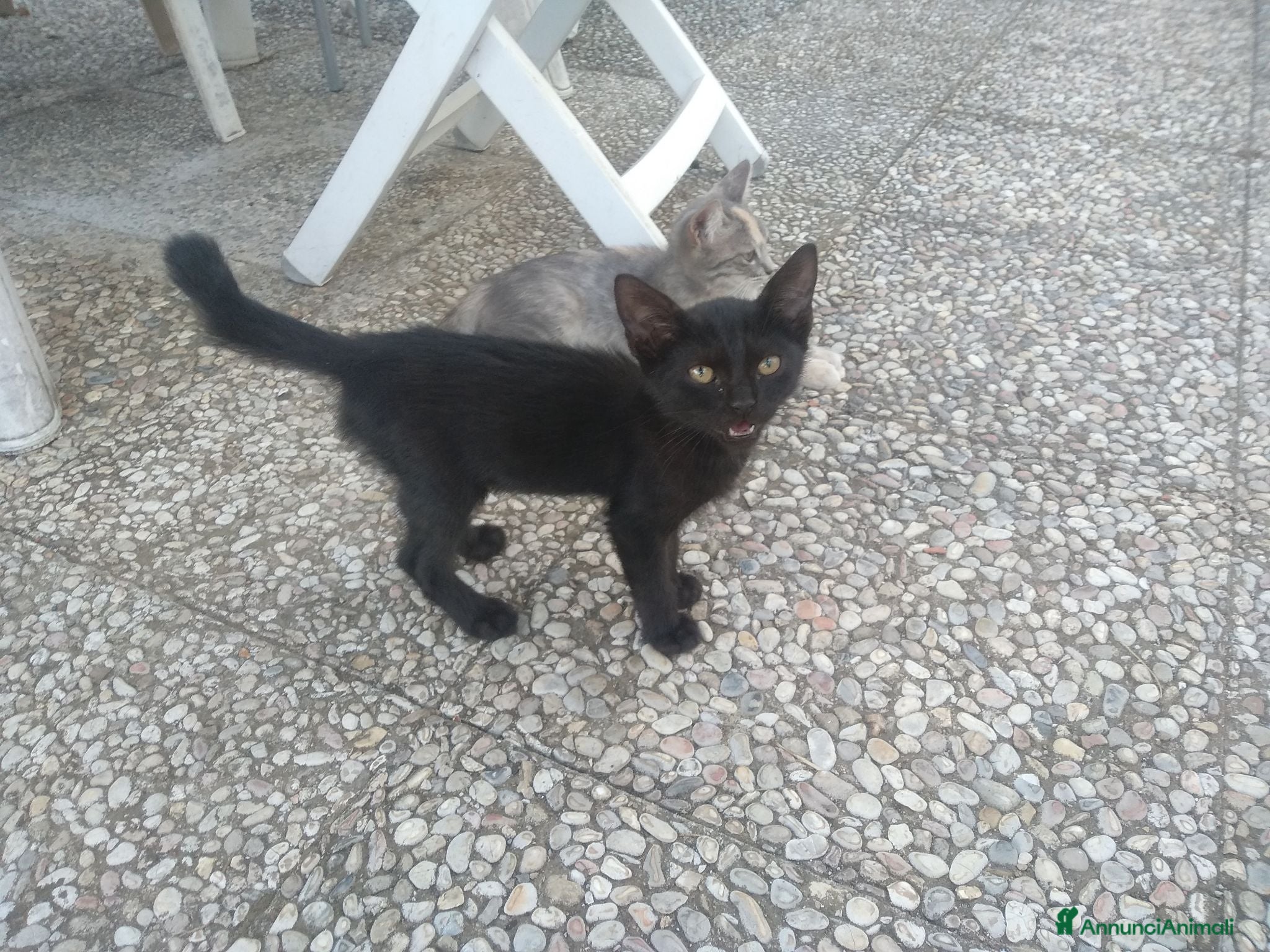 Meticcio gatti Tre gattini - Annuncio 27