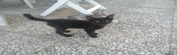 Meticcio gatti in regalo: Tre gattini - Annuncio 1