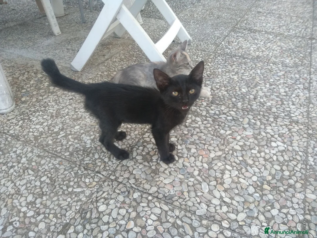 Meticcio gatti in regalo: Tre gattini - Annuncio 1