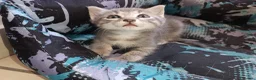 Altre razze gatti in vendita: Gattino (Padre Certosino) - Annuncio 9