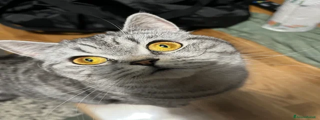 Kiki