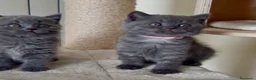 Scottish gatti in vendita: Scottish fold e straight  - Annuncio 22
