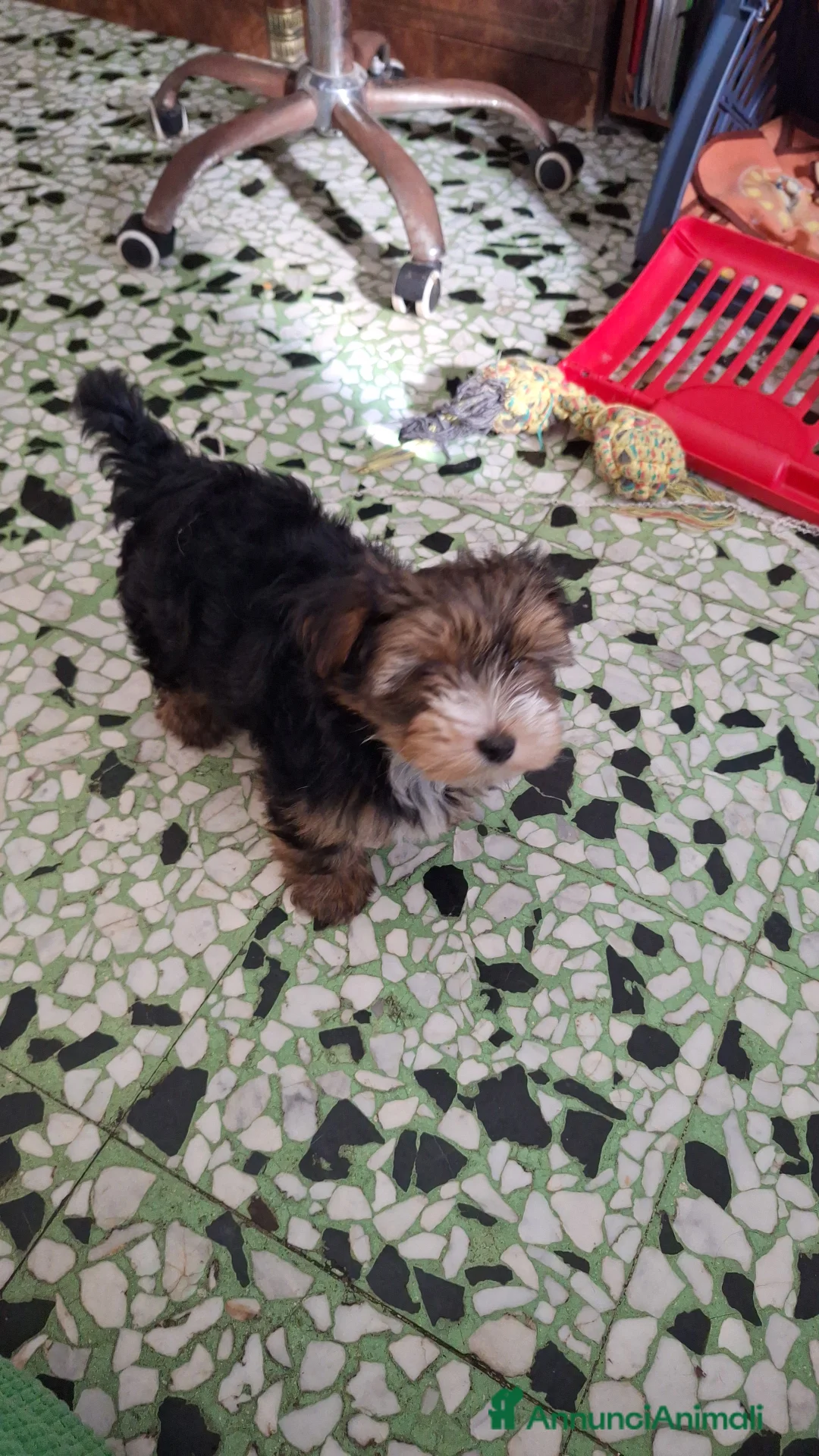 Yorkshire cani in vendita: Yorkshire maschio  - Annuncio 1