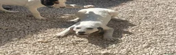 Meticcio cani in regalo: SOS SOS SIMPATICA E TENERA SIRYA a Provincia di Pavia - Annuncio 15